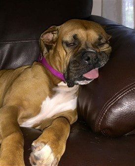 Boxer dog sleeping on chair