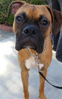 10 month male Boxer dog