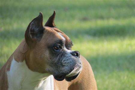 11 year old male Boxer, ear set
