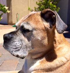 Oldest Boxer dog on record; 16 years, 9 months