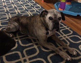 Boxer dog lived to 14 and 1/2 years