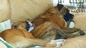 two Boxer dogs sleeping together