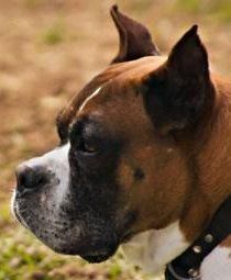 Boxer dog with cropped ears