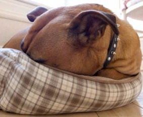 Boxer dog hiding head in pillow