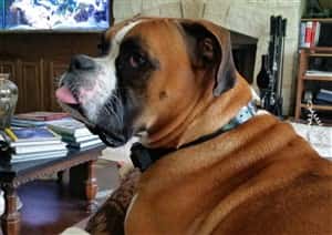 3-year-old-boxer-dog-survived-poisoning