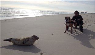 boxer-dog-with-seal-at-beach