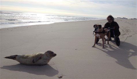 boxer-dog-with-seal-at-beach