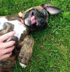 Boxer puppy smiling