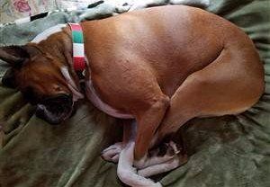 Boxer Dog Gas and Flatulence