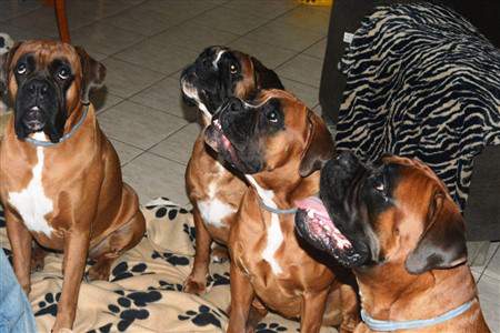 4 Boxer dogs photo