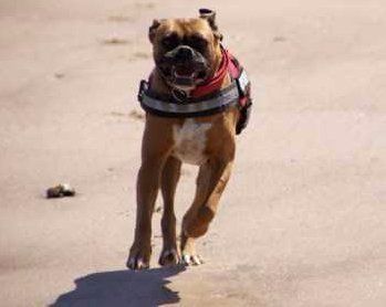 Boxer dog running on beach