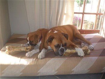 boxer-dogs-adult-and-puppy 