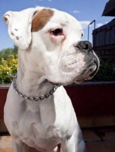 White Boxer dog with tan patch