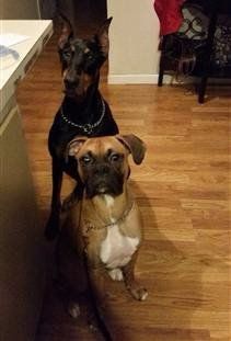 Boxer dog and other dog paying attention