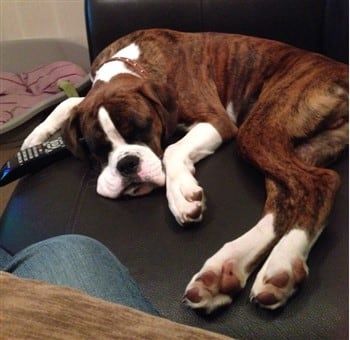 7-month-old-Boxer-sleeping-