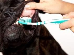 Boxer dog having teeth brushed