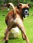 Boxer with long tail