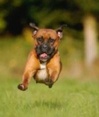 Boxer dog running fast