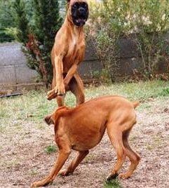Boxer dogs play fighting