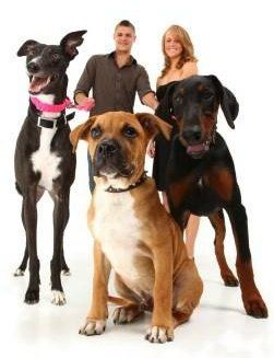 Boxer Dog Size | Breed Variances | Weight, Height, Structure