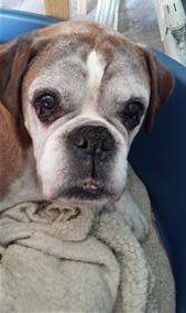 14 year old male Boxer dog