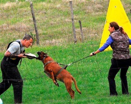 Boxer-dog-bite-training-IPO