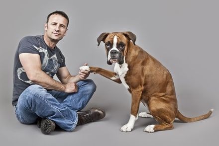 Boxer-dog-owner-information