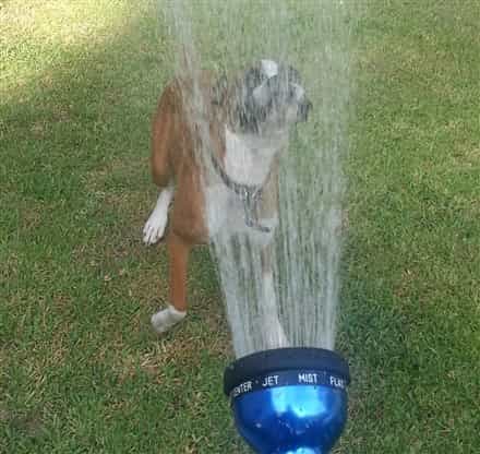 Boxer-dog-playing-water-hose