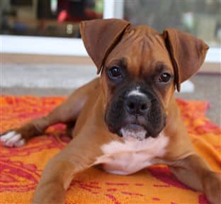 Boxer puppy on orange carpet