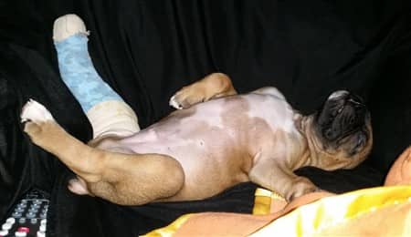 a-Boxer-puppy-with-broken-leg