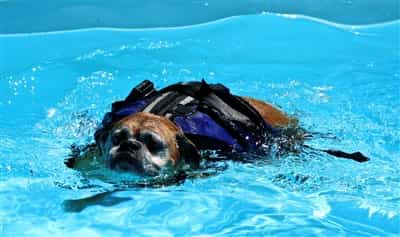 a-boxer-dog-with-DM-swimming