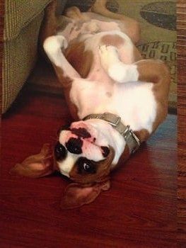 goofy-looking-boxer-dog