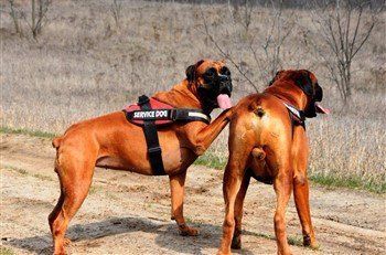 red-boxer-dog