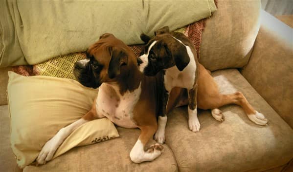 adult-boxer-and-boxer-puppy