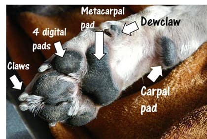 anatomy of Boxer dog's paw