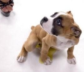 Boxer puppy being house trained