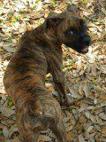 Brindle Boxer without white markings