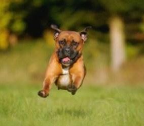 Boxer dog running through field