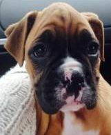 Boxer puppy with face wrinkles