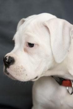 All white Boxer puppy