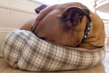 female Boxer dog resting on pillow