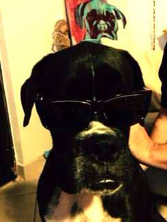 black Boxer dog with white flash