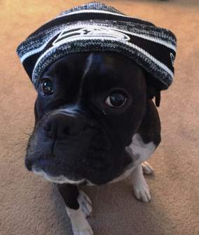 black Boxer dog with hat on