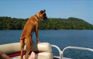 Boxer dog looking at water