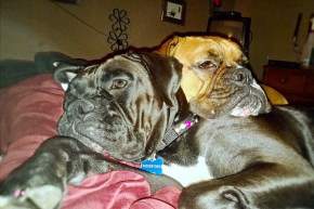 Boxer dogs resting