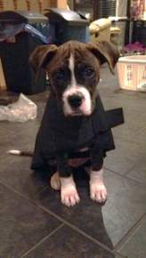 Boxer puppy with coat