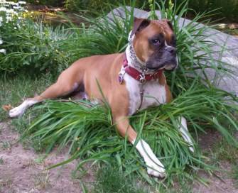Boxer dog in a garden