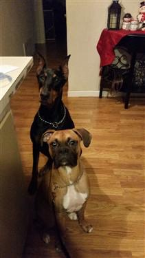 Boxer dog and other dog paying attention