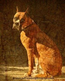 boxer-dog-art-08