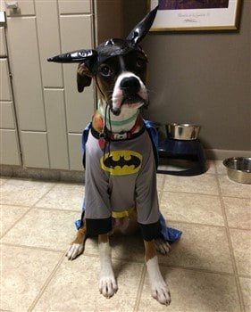 Boxer dog as Batman costume